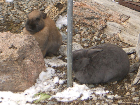 A picture of a gray bunny and a brown bunny